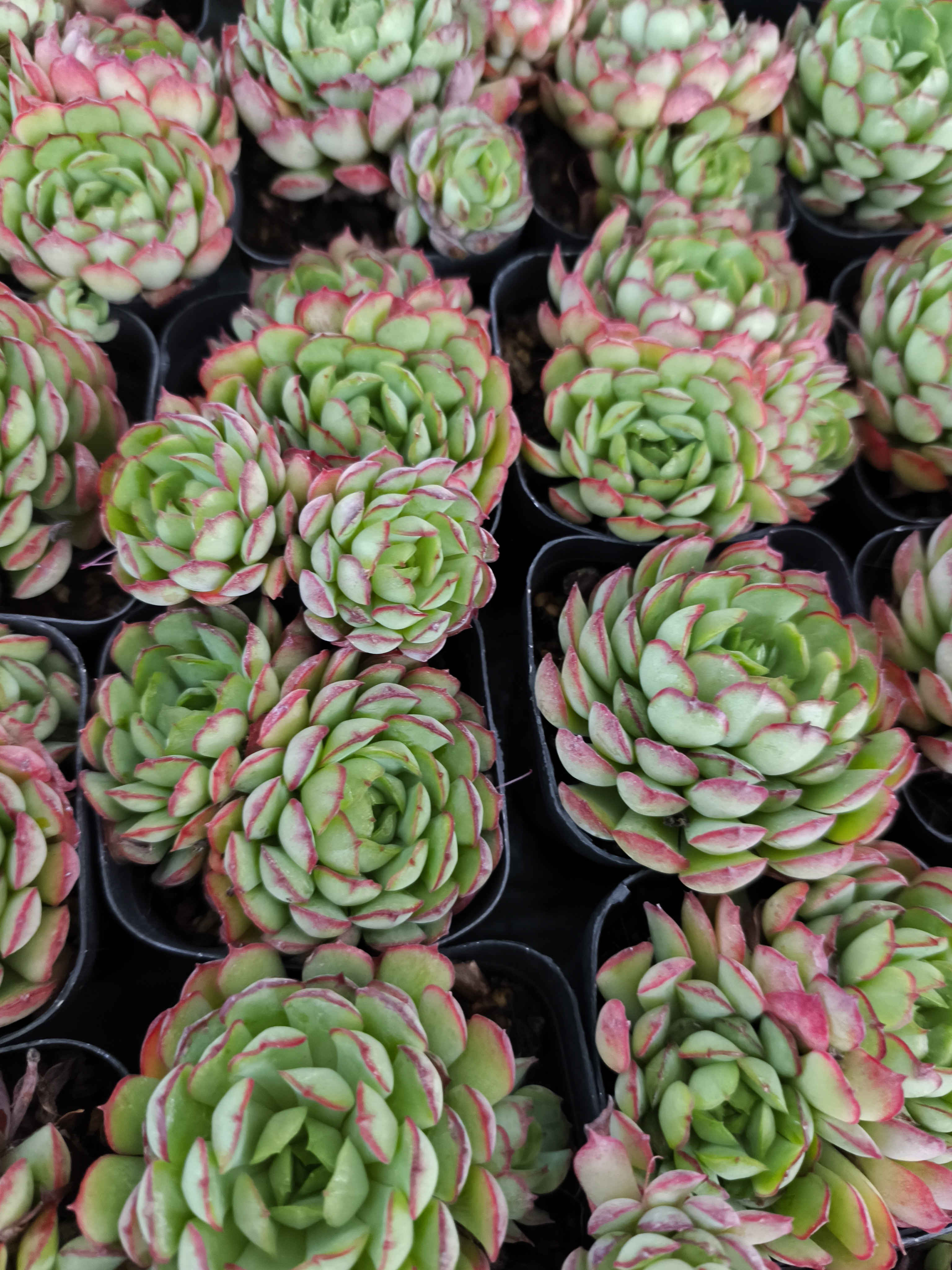 小草莓多肉，全疆包邮（新疆以外地区满58包邮，零下拍保温）