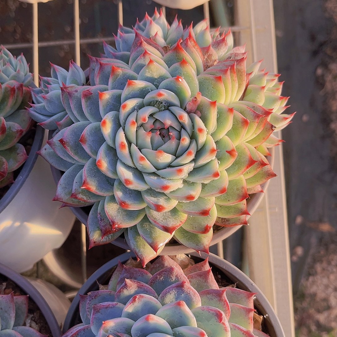 桃夭13公分999999999