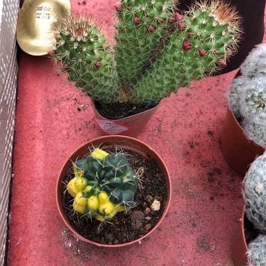 红花锦丸绯花玉锦仙人球