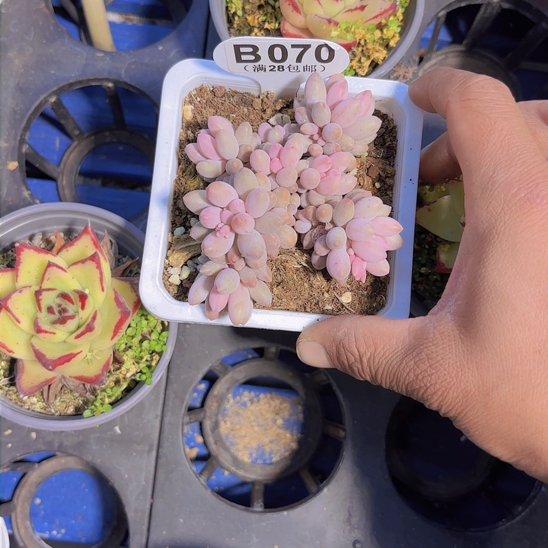 B070婴儿手指yi wu yi pai