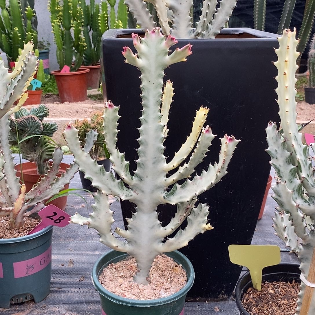 白龙骨一物一拍一棵