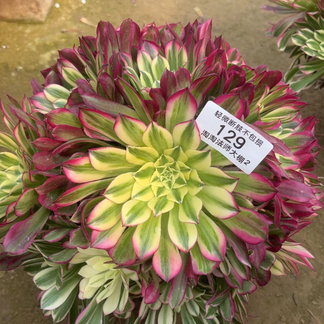 129天合多肉植物法师