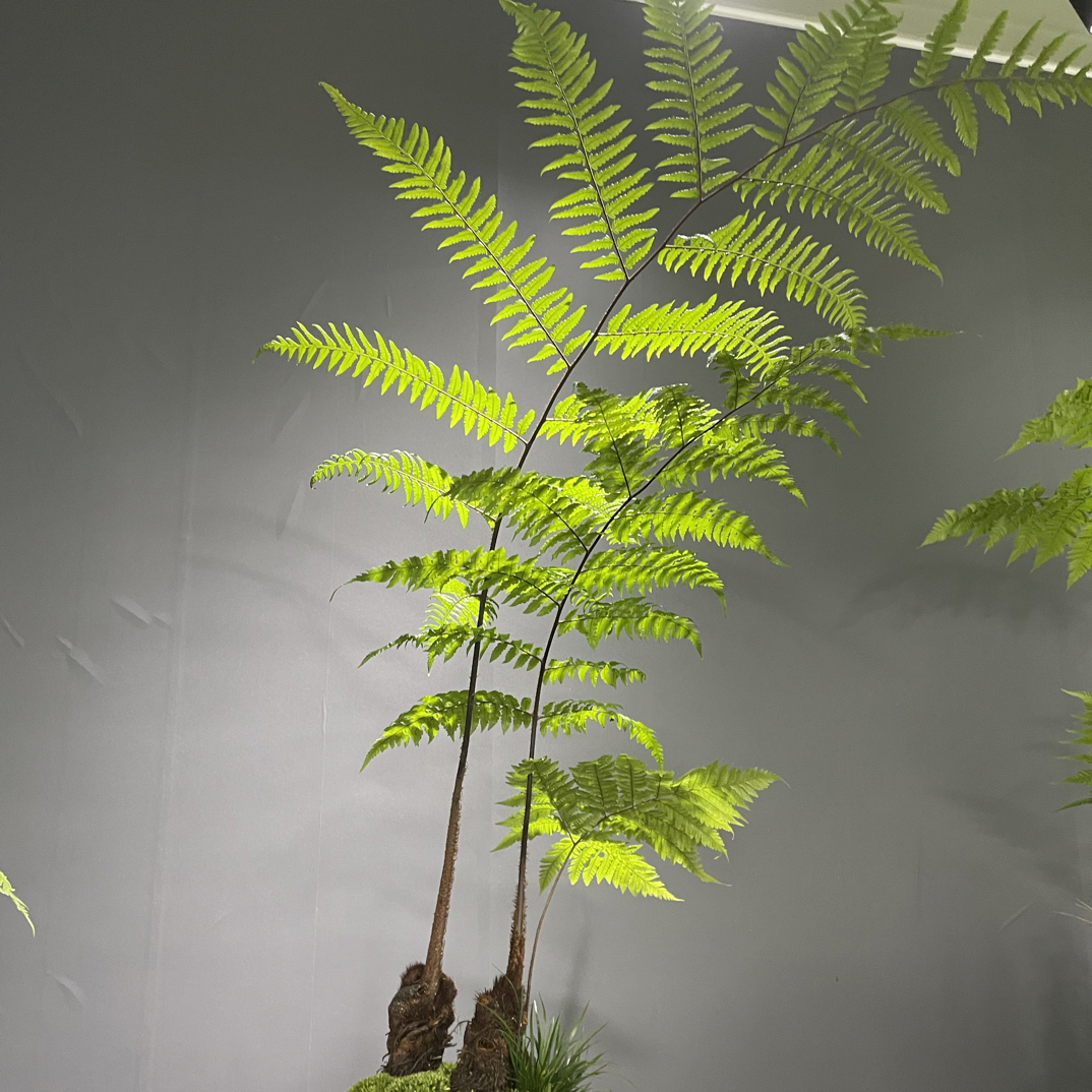 虹鳞蕨鳞毛蕨凤尾蕨室内好养植物陶瓷盆器带盆栽好