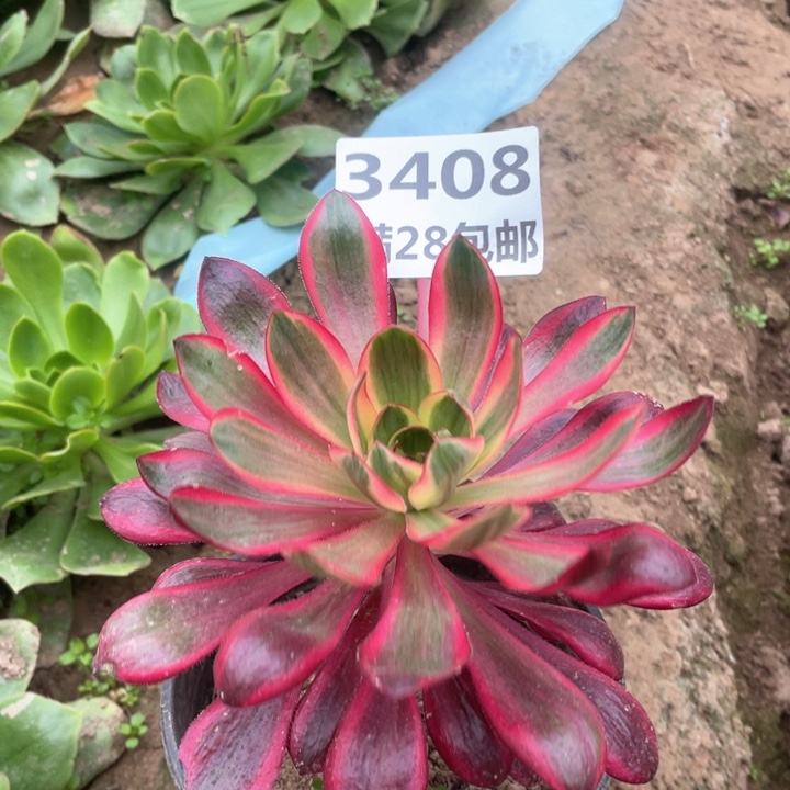 3408三号棚多肉植物