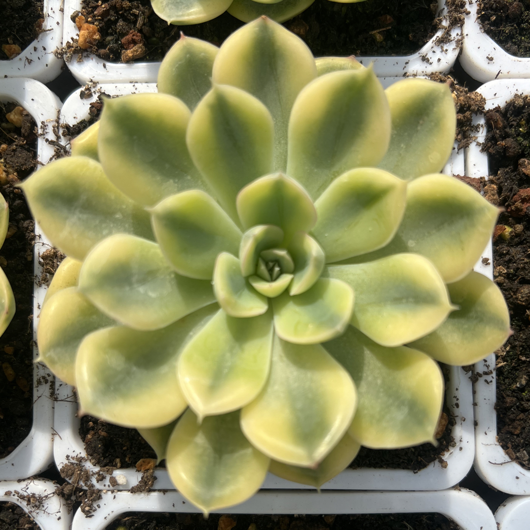 抹茶菩提锦多肉植物阳台多肉植物