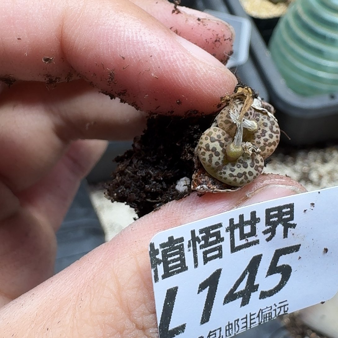 的植物的润泽fghb