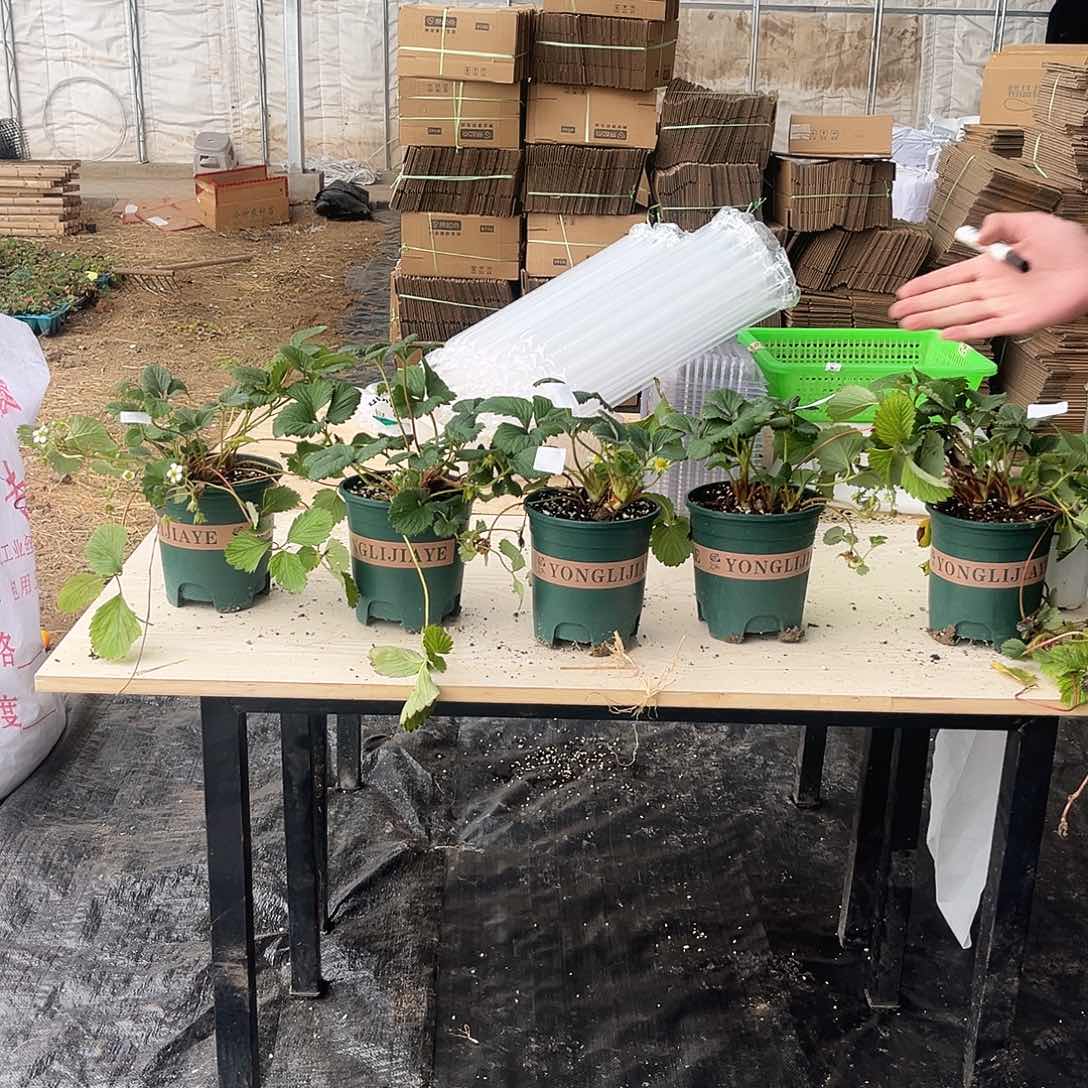 寻找有缘人红颜1加仑盆栽