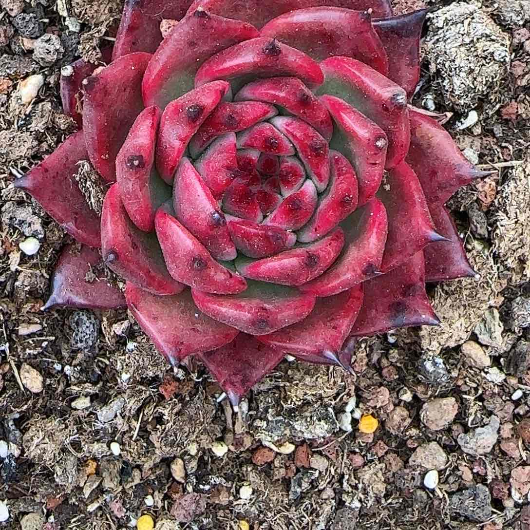 一物一拍两颗包邮