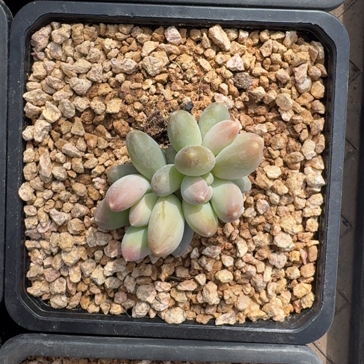 柠檬 3头 一物一拍