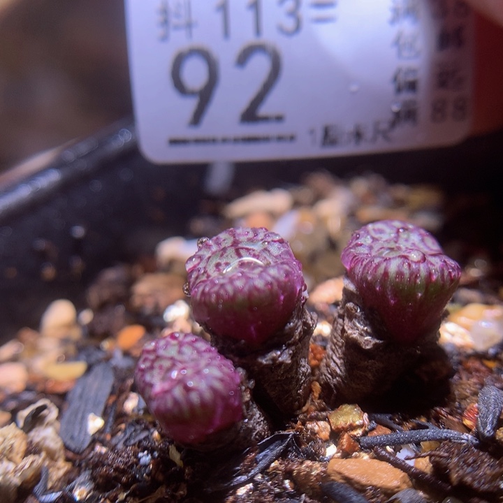 精品生石花113.92