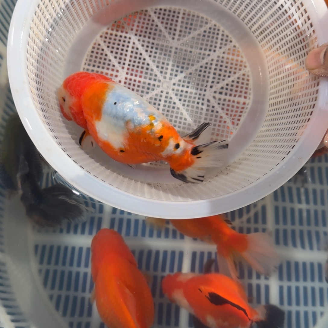 龙睛金鱼兰寿泰式将军金鱼