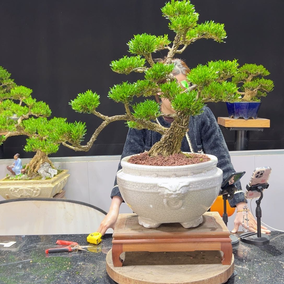 黄杨盆景老桩四季长青