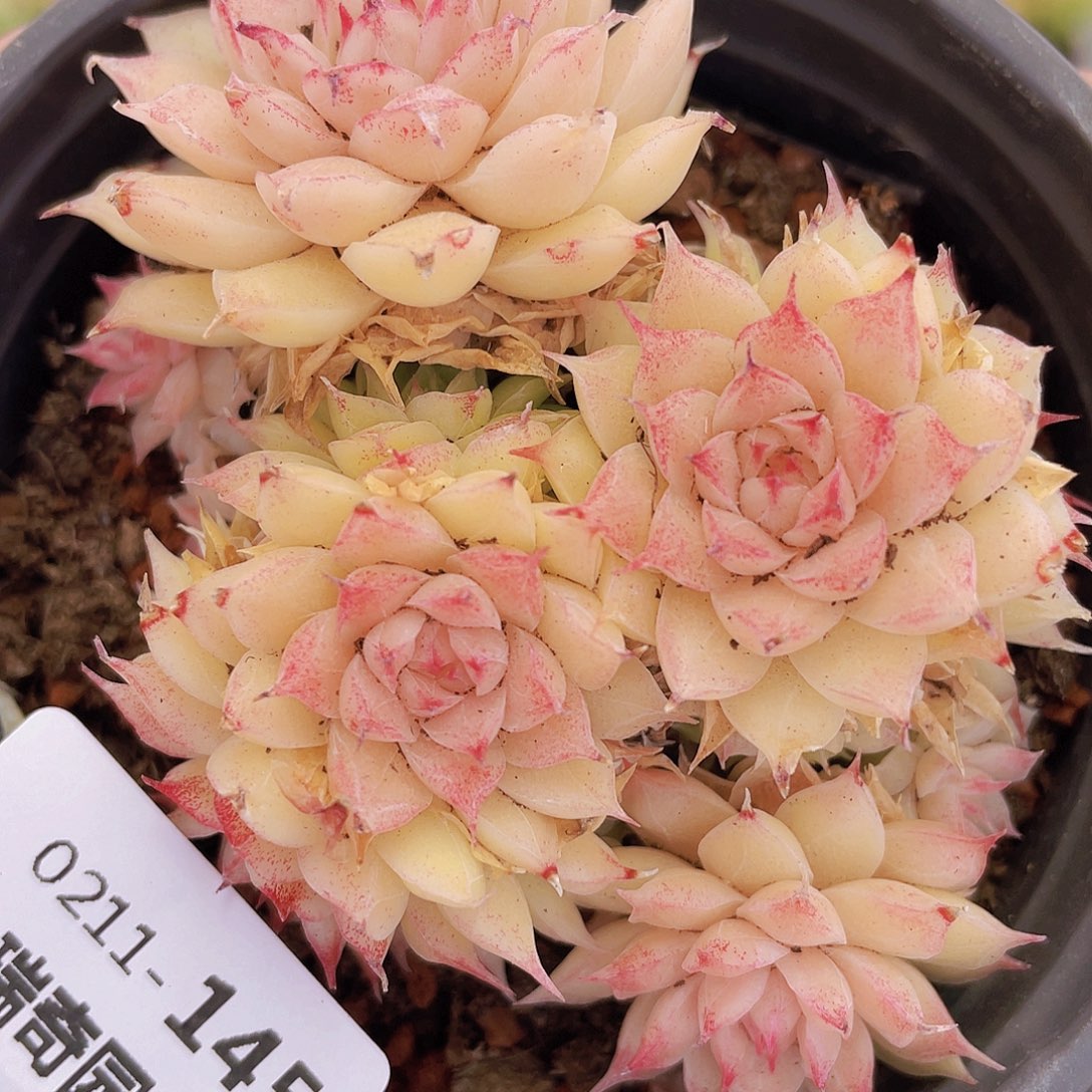 0000000000000145量拍