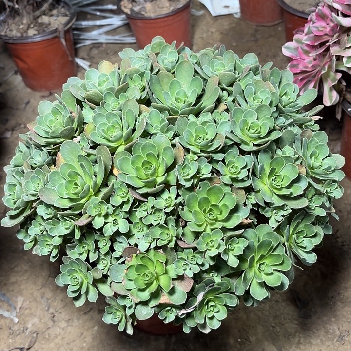 多肉植物树玫瑰30