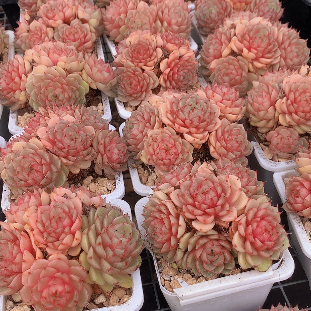 黄金苯巴蒂斯345778899