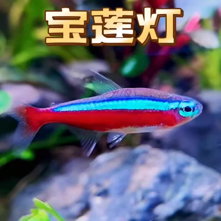 【直播优惠】宝莲灯鱼巴西F1野血淡水鱼热带鱼小型灯科鱼活体观赏鱼