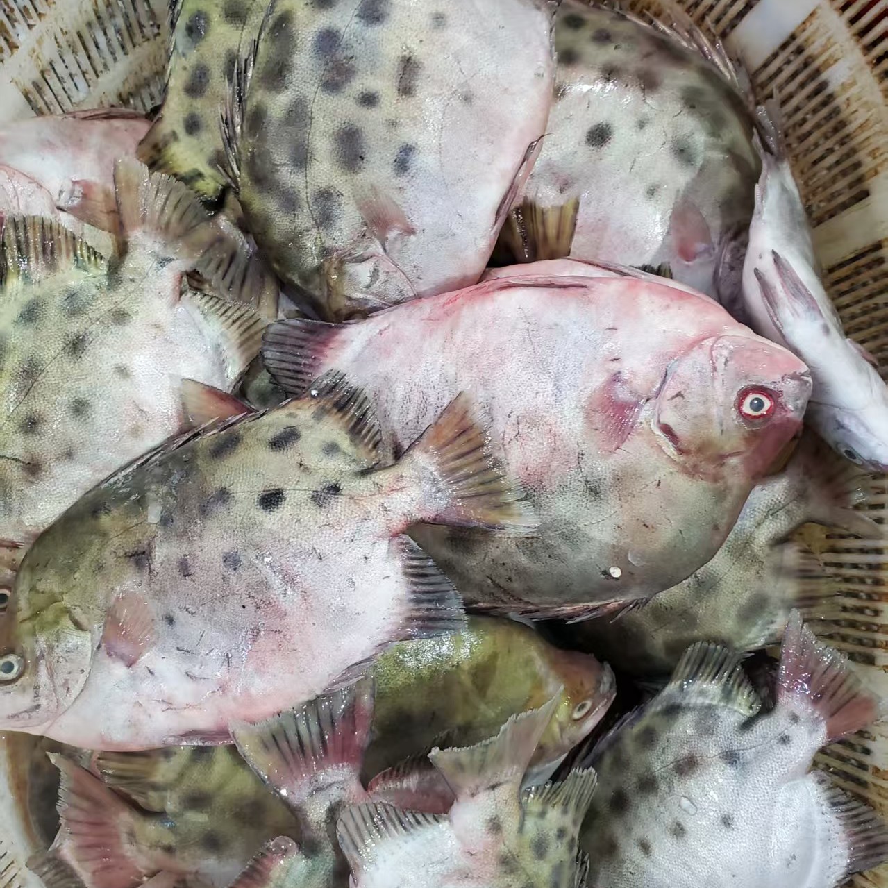 无品牌冰鲜金骨鱼