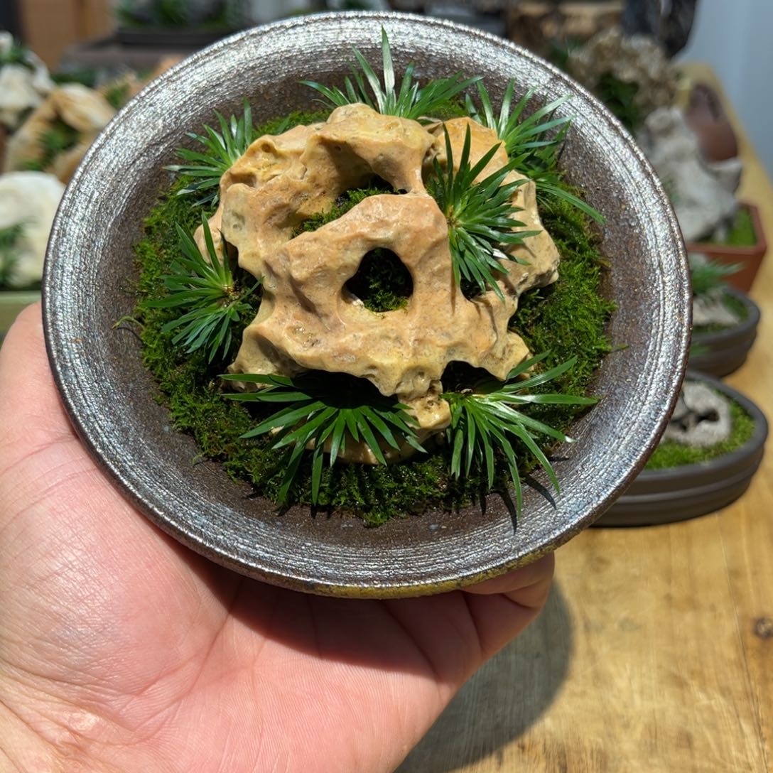 行****柴烧花盆➕附石菖蒲