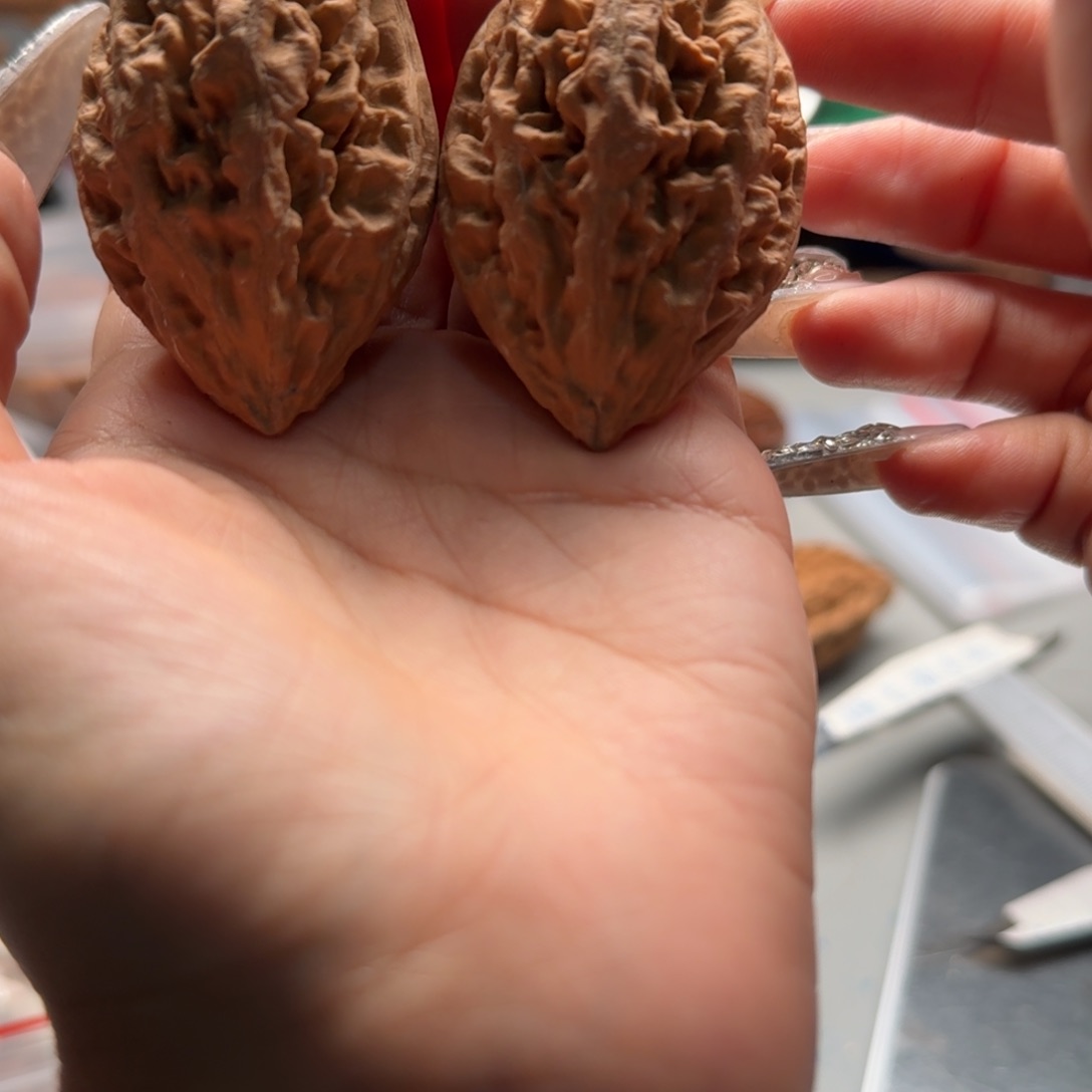 文玩核桃把件关东木子楸百核74