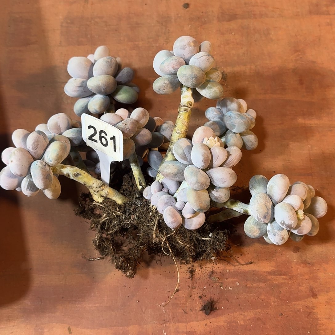 嗯***哼261奶酪123456781923