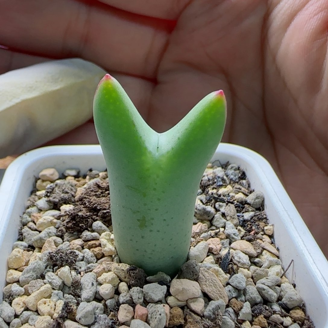 1-20-5-4当天满58包邮皮卡丘多肉脱土