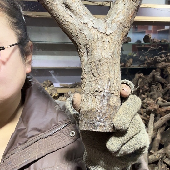 香榧木《****》火琉璃的故事毛料摆件