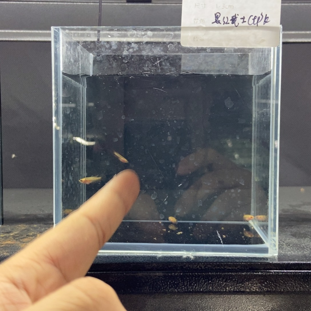 斗鱼包活不包损所见即所得536