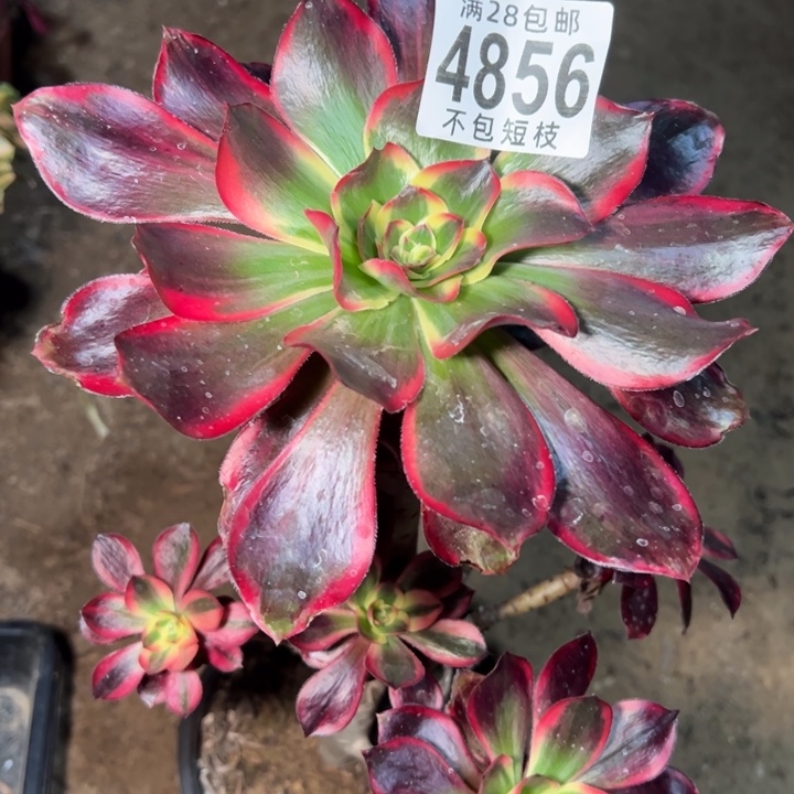 红魔女多肉植物法师4856