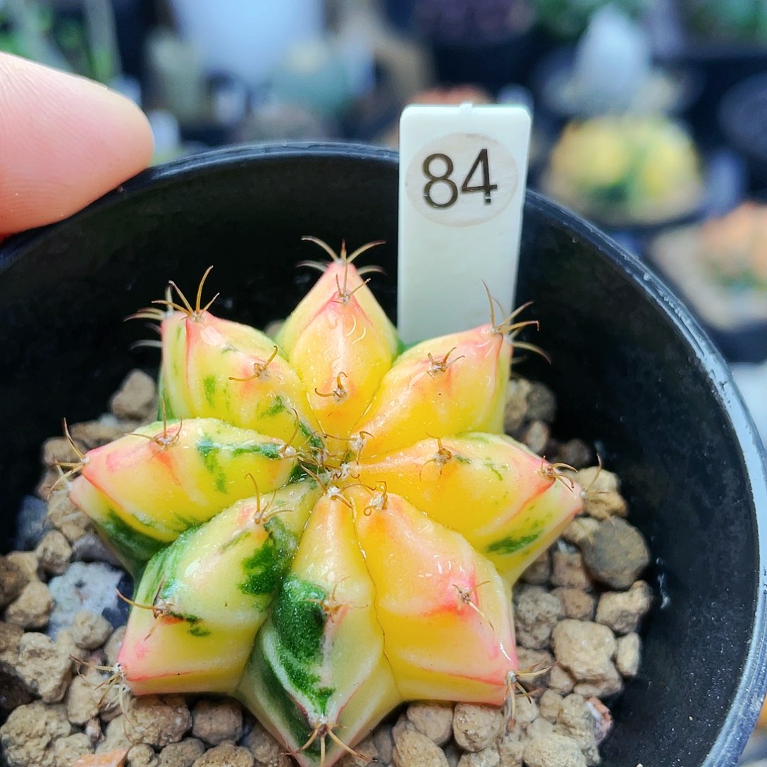 非偏远地区满25包邮仙人球