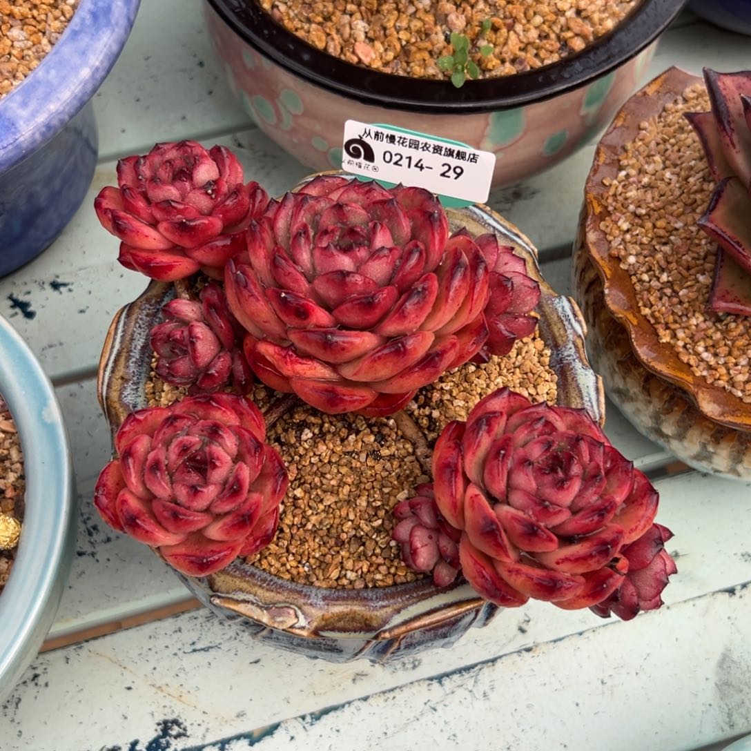 多肉一物一拍0214-29