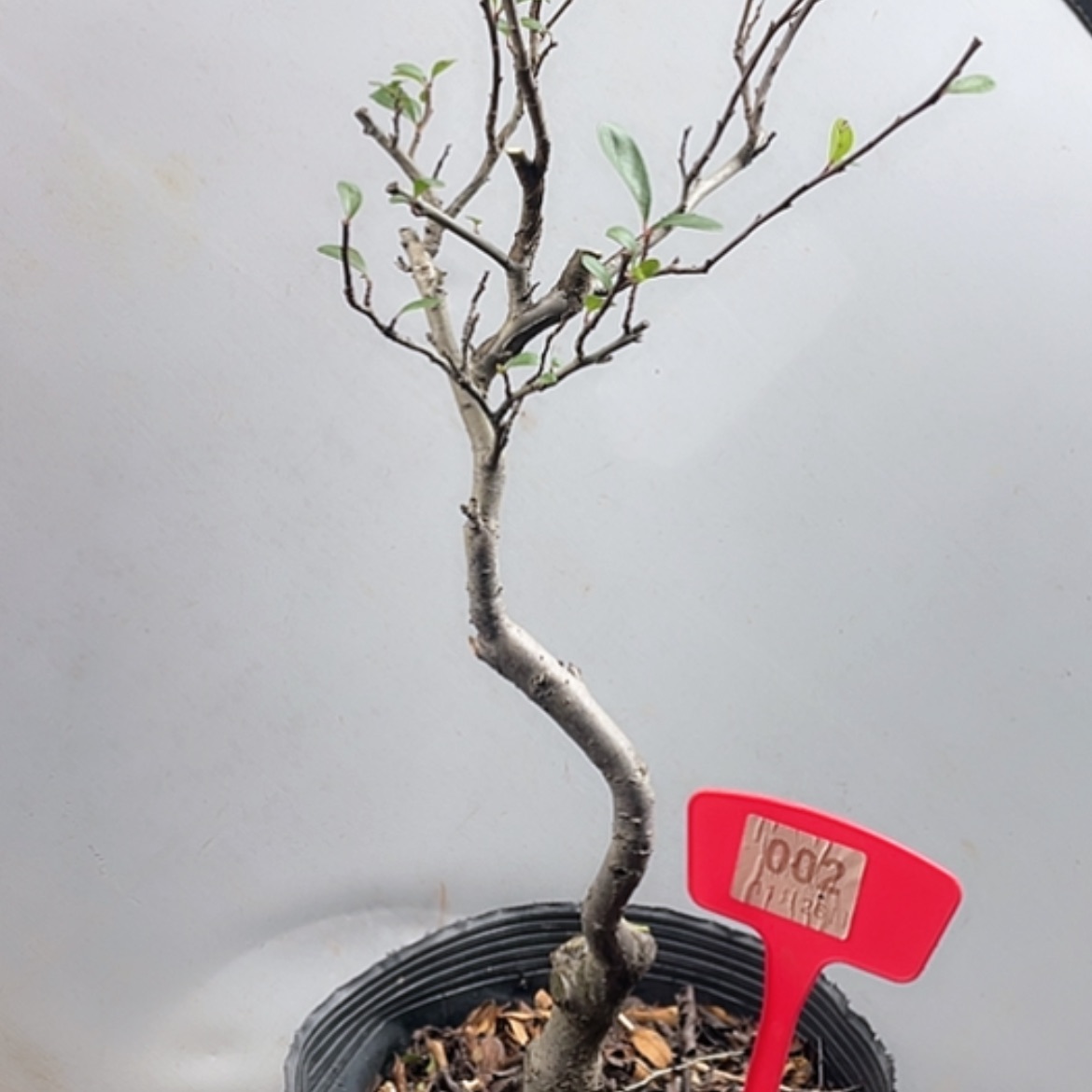 【闪购商品】无花朵002