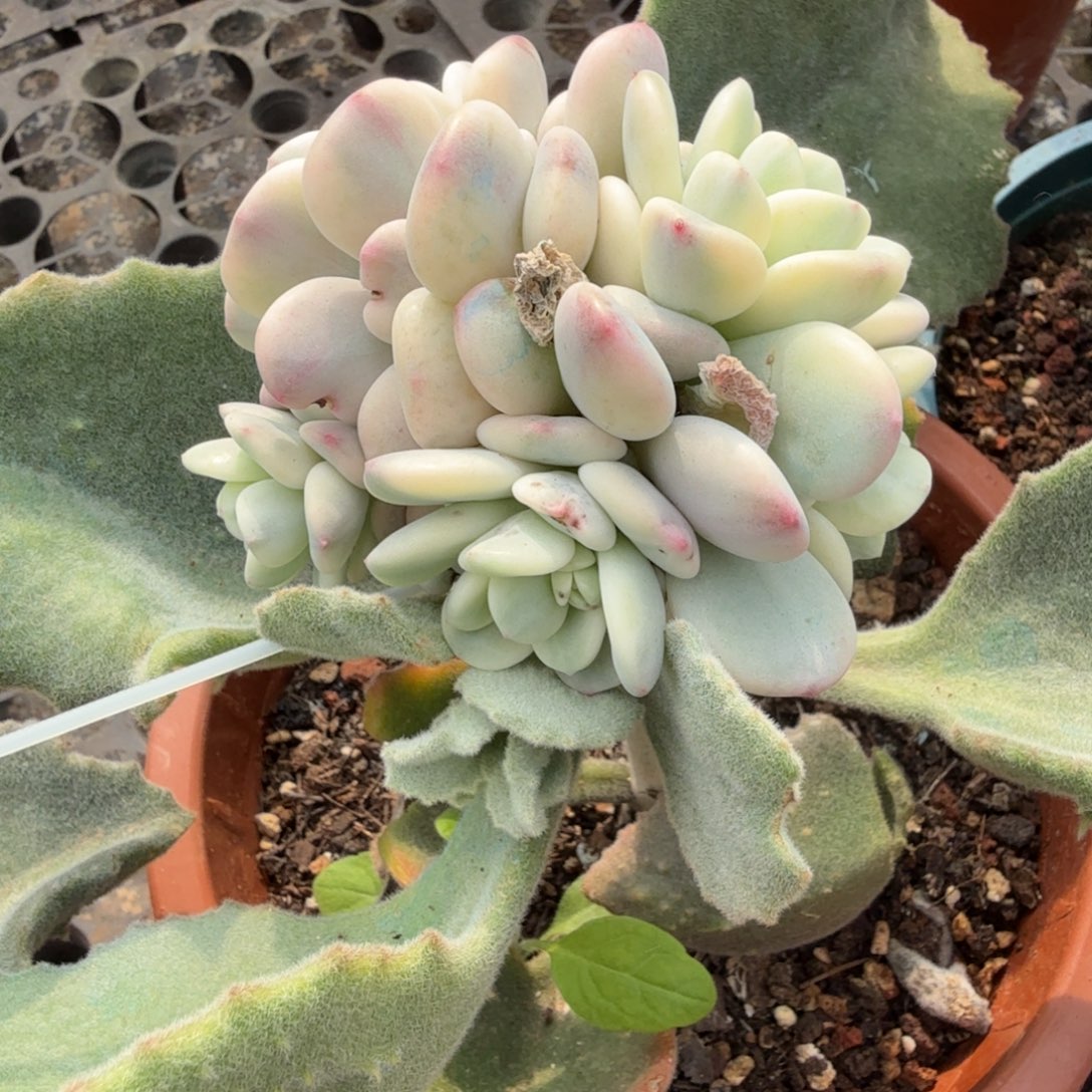 香水锦底座群，多肉锦