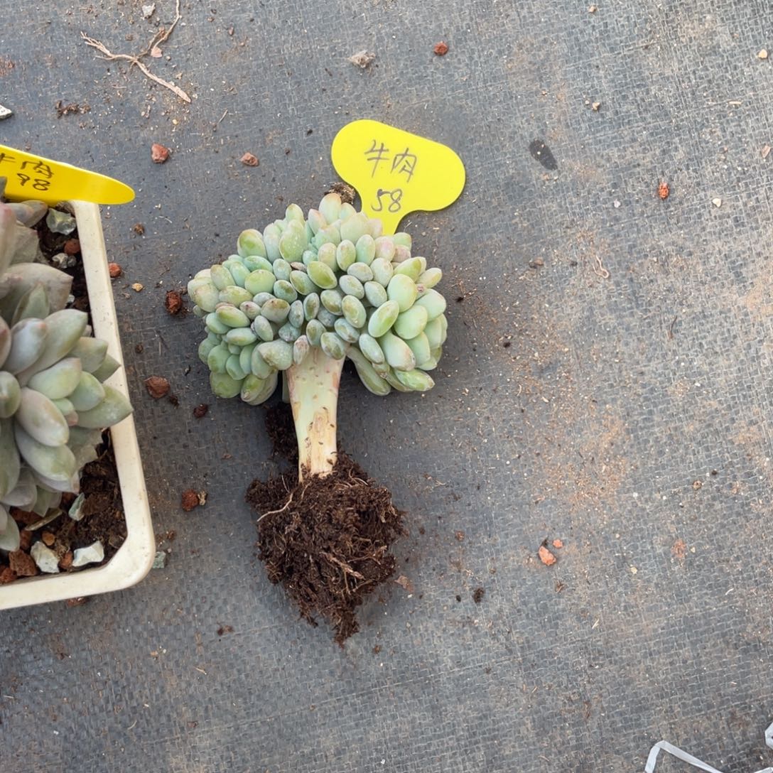 牛***羹冰橙缀底切58分期5剩53