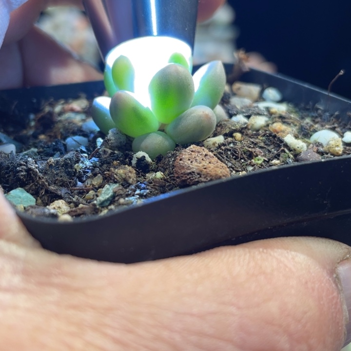 奶杂锦585号的多肉啊啊