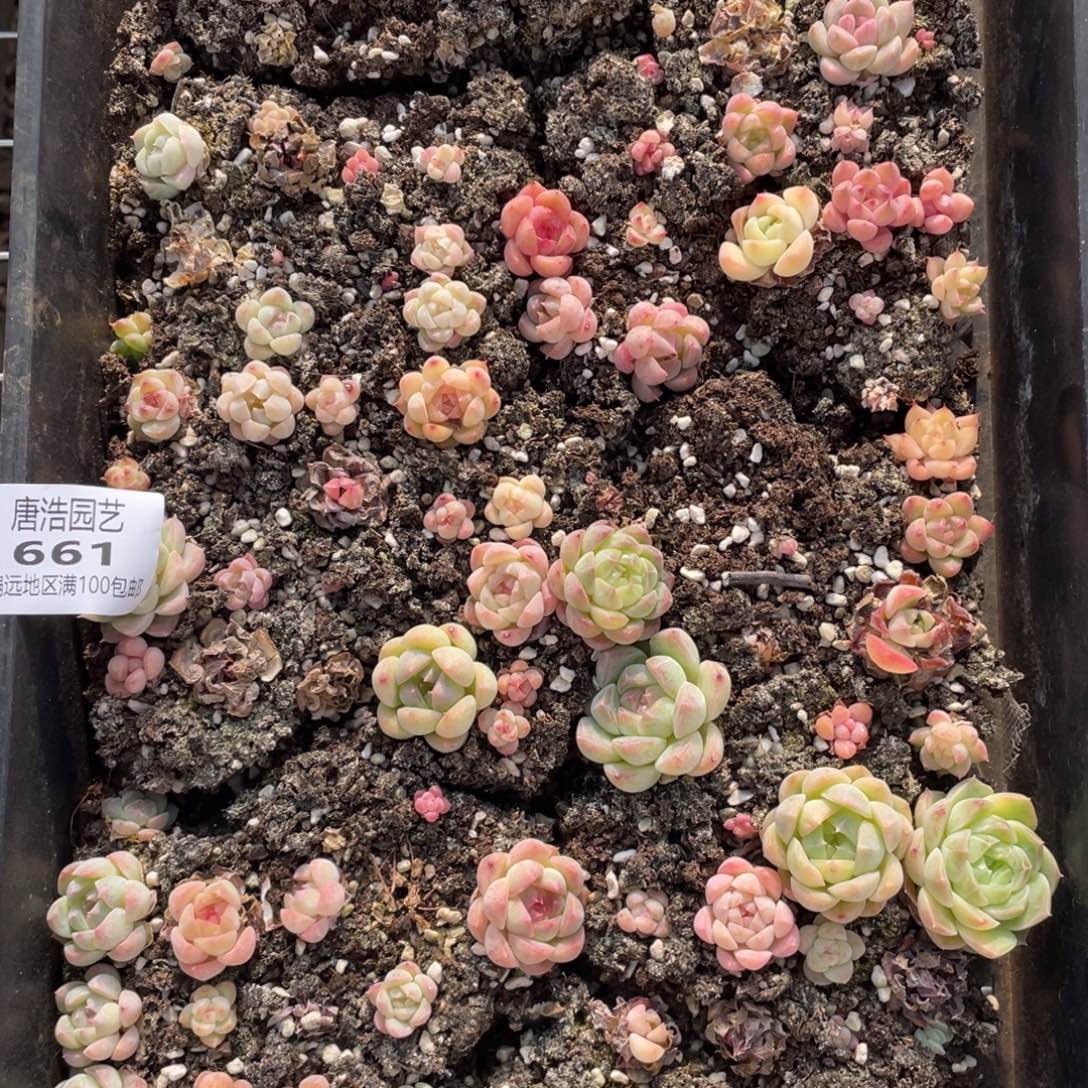 整盘脱土发一物一拍661..