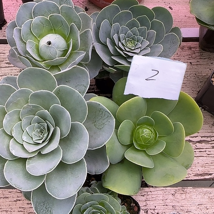 山地玫瑰一物一拍，带盆发2号