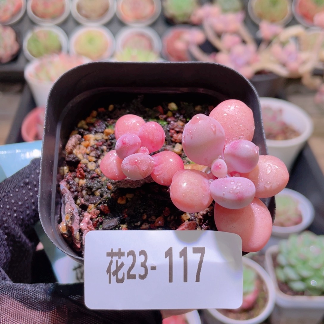 花利美23-117桃蛋