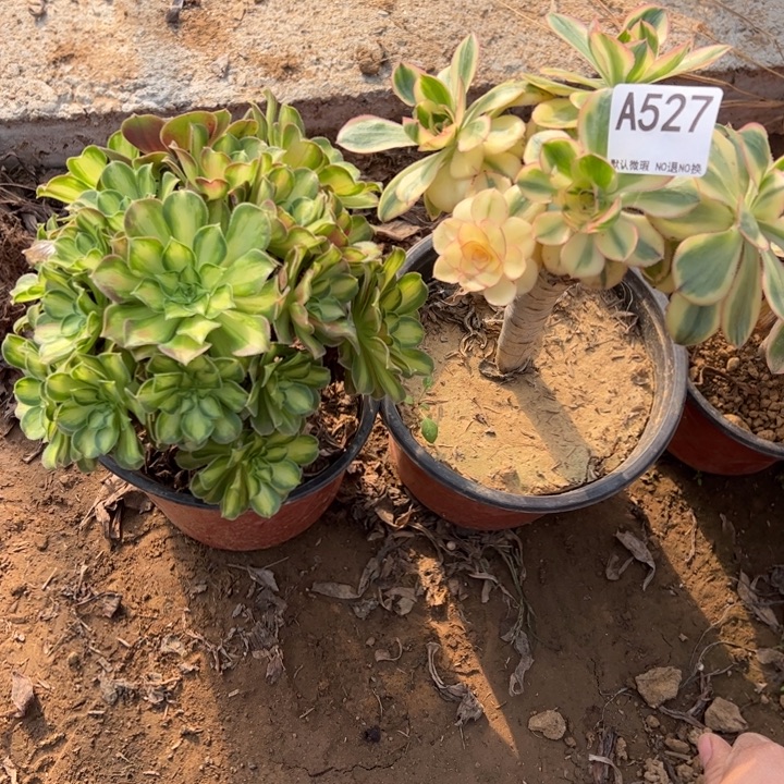 组合2颗多肉植物527.
