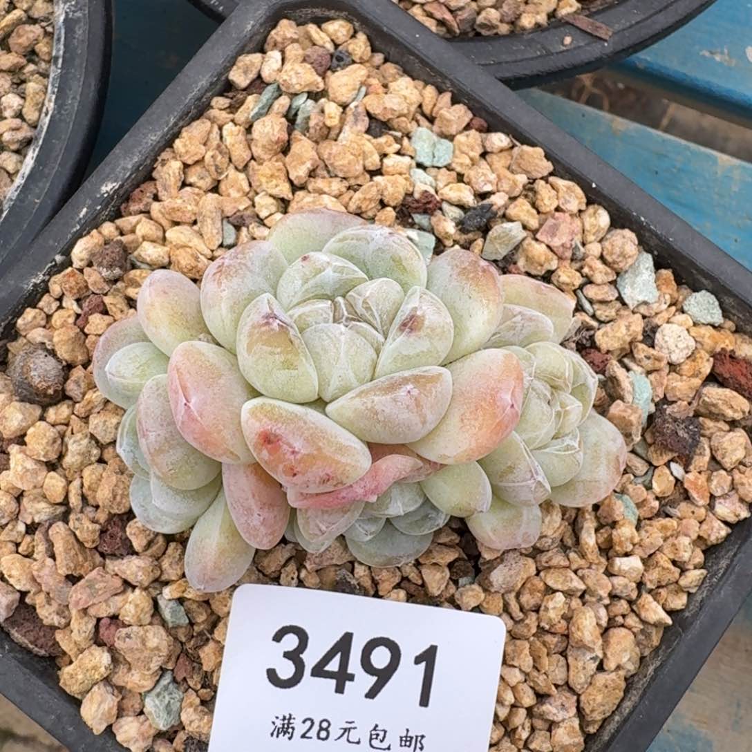 3491冰玉群8cm左右
