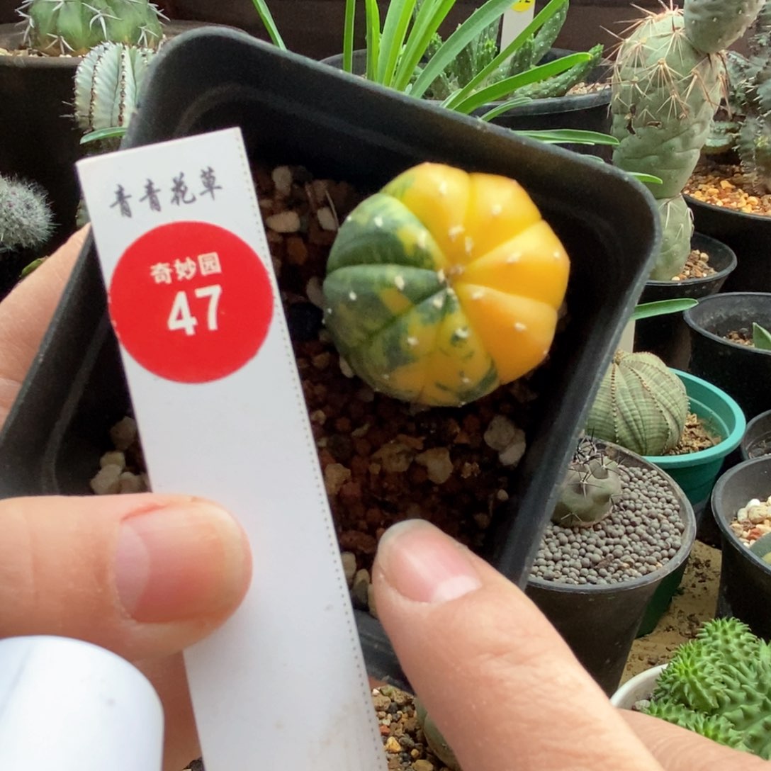 实生兜锦3.1cm一棵仙人球