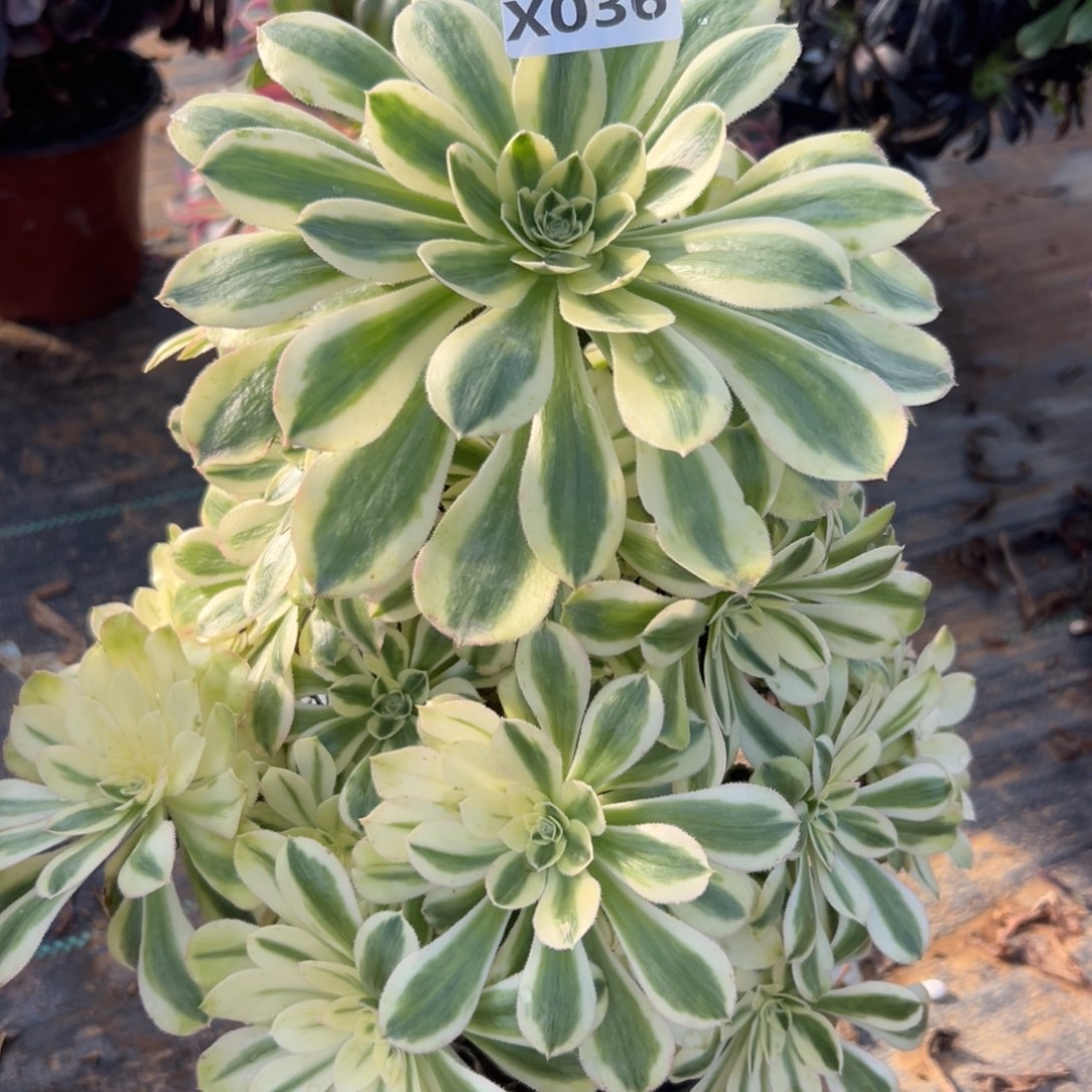 036白兰地，满20包邮嘟叮熊