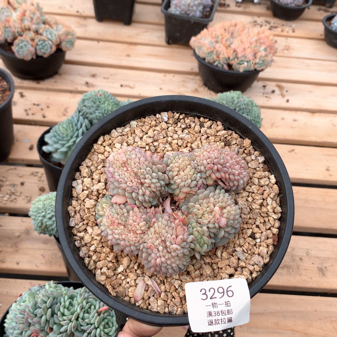 11厘米白胖子缀3296