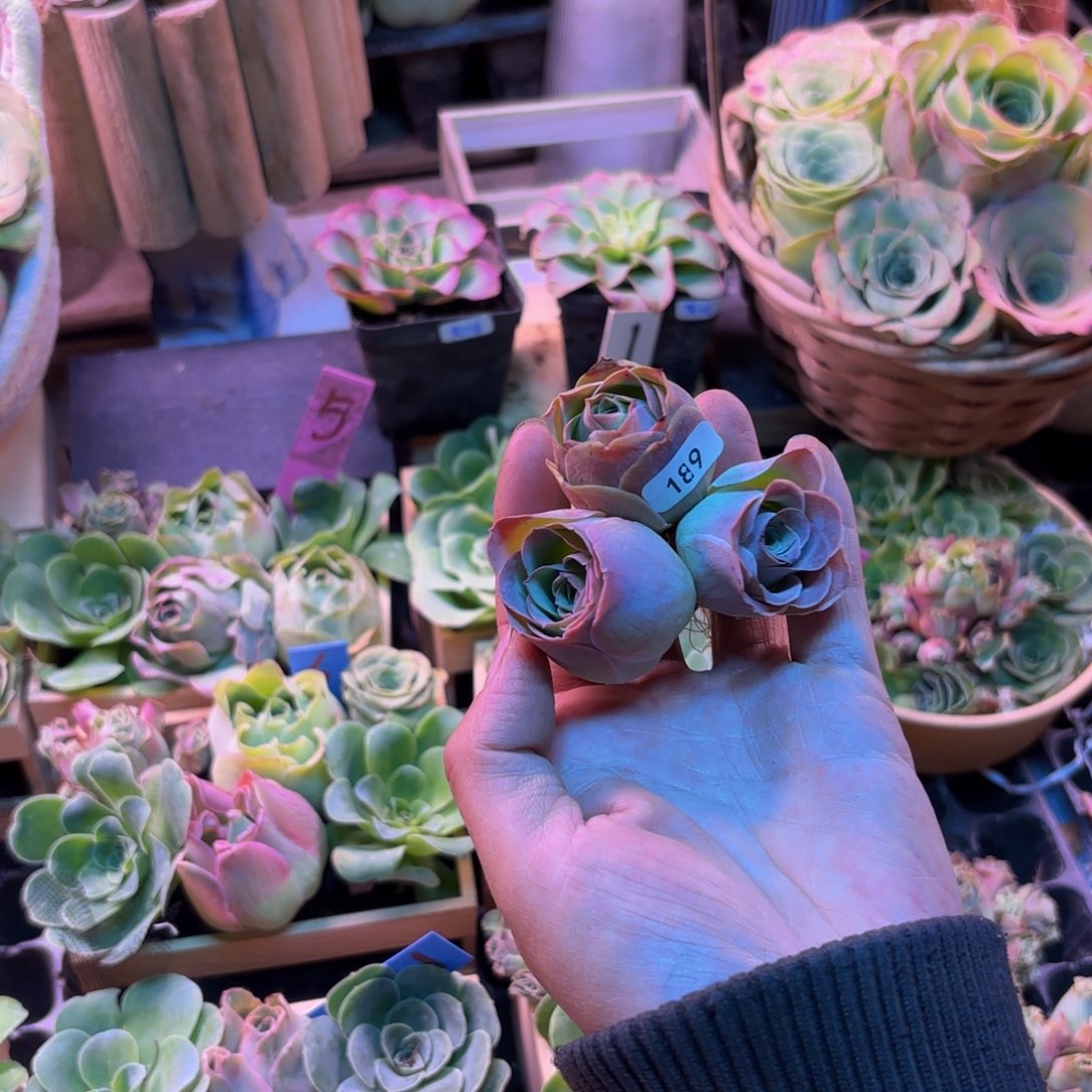 初***.山地玫瑰多肉植物花卉189