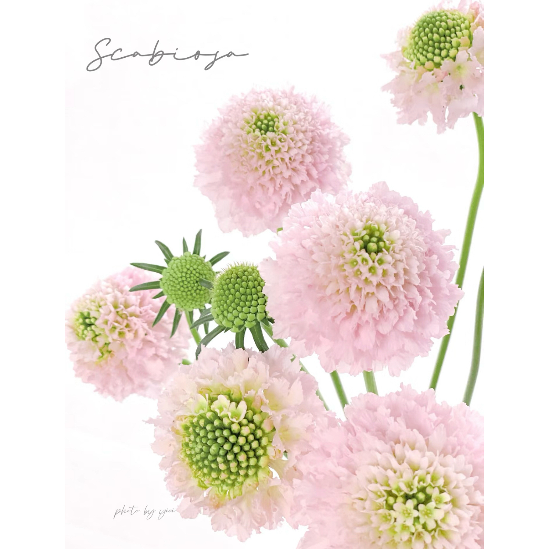 【杨鹏鲜花】樱花浅粉 松虫草 圣代花 云南鲜花包邮