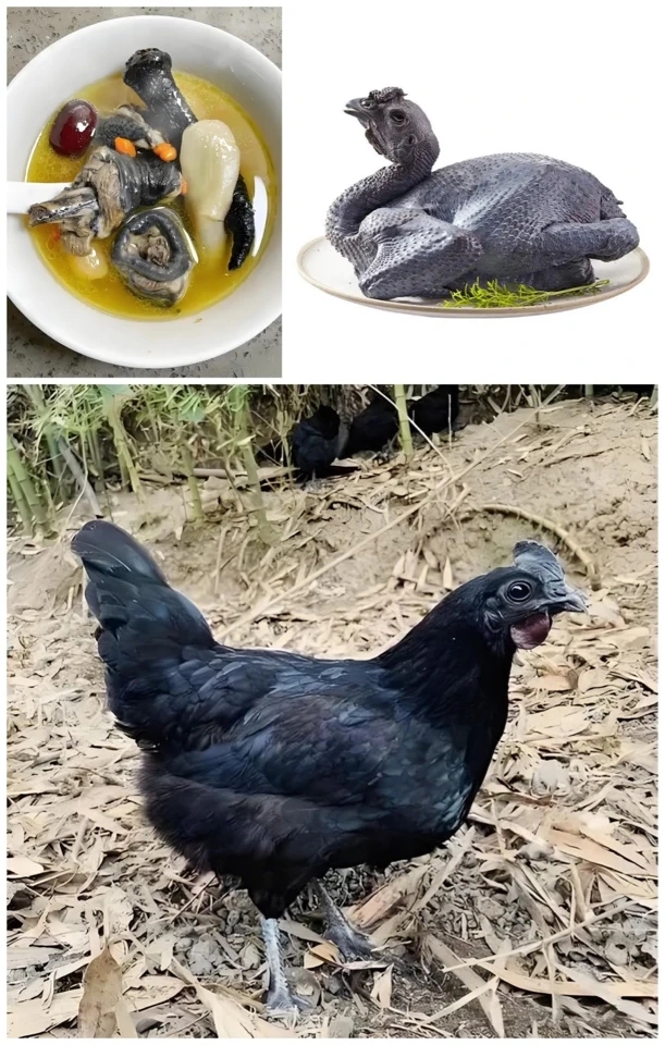 五黑绿壳蛋鸡整鸡生鲜