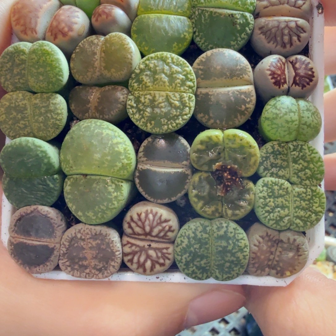 多肉植物的生长发育和938