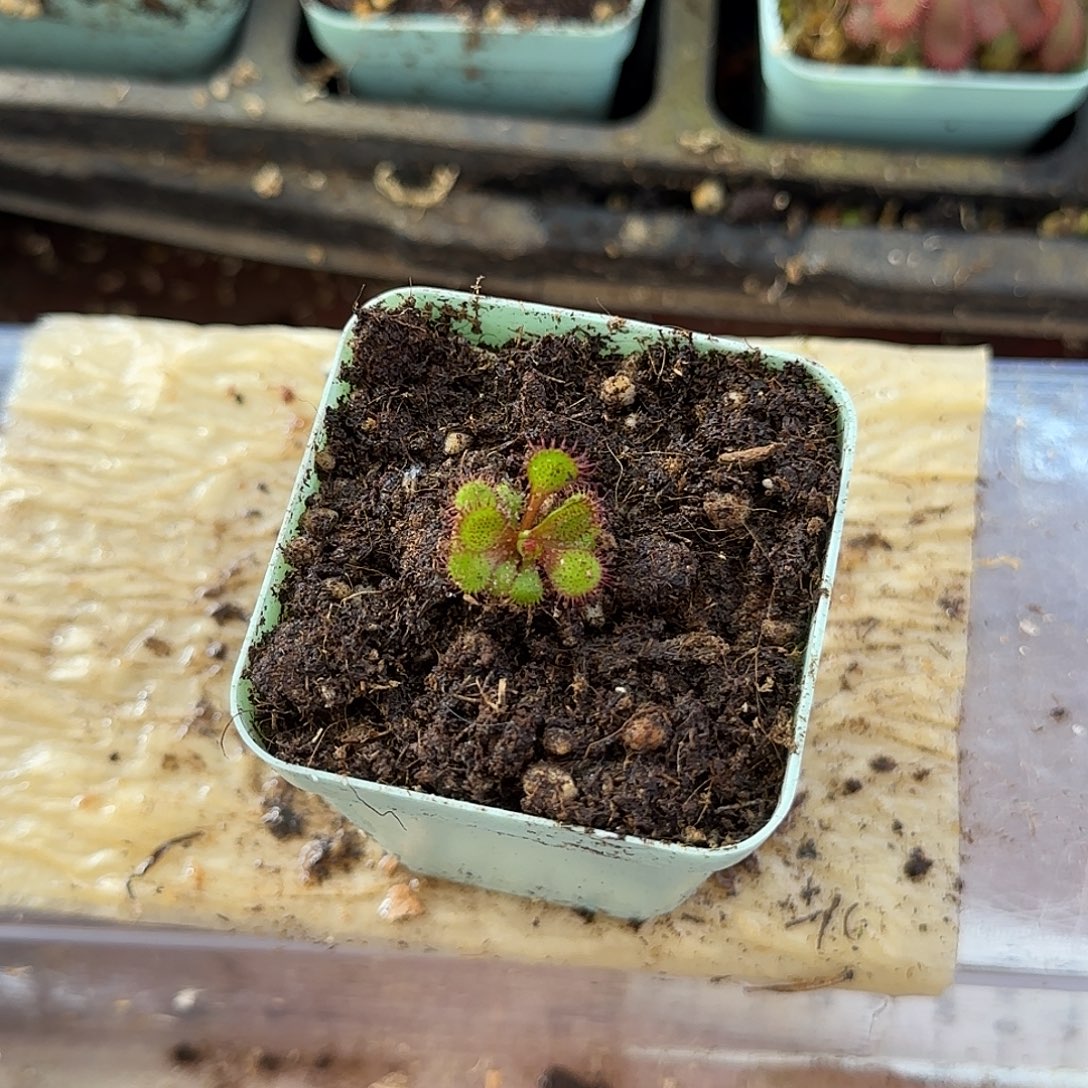 无花朵劳瑞茅膏菜