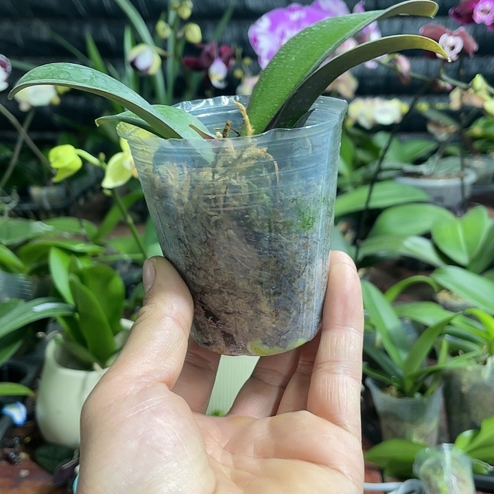 蒋***人当前无花栽培后可以开花幻境2.8