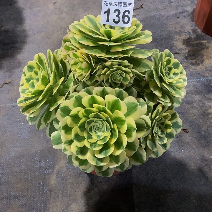 0000000000000136迈巴赫