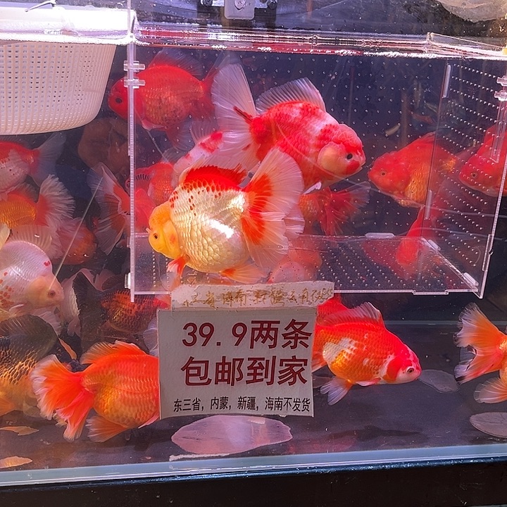 金鱼老板转拍11111111